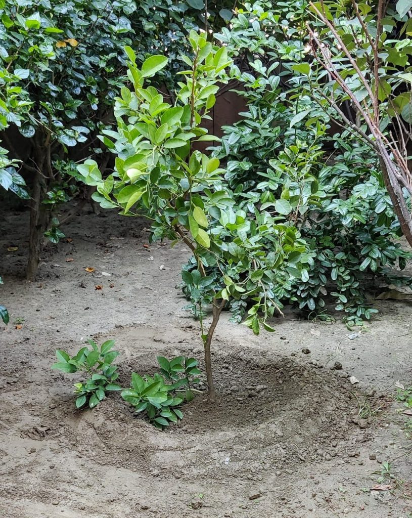 Neembu tree