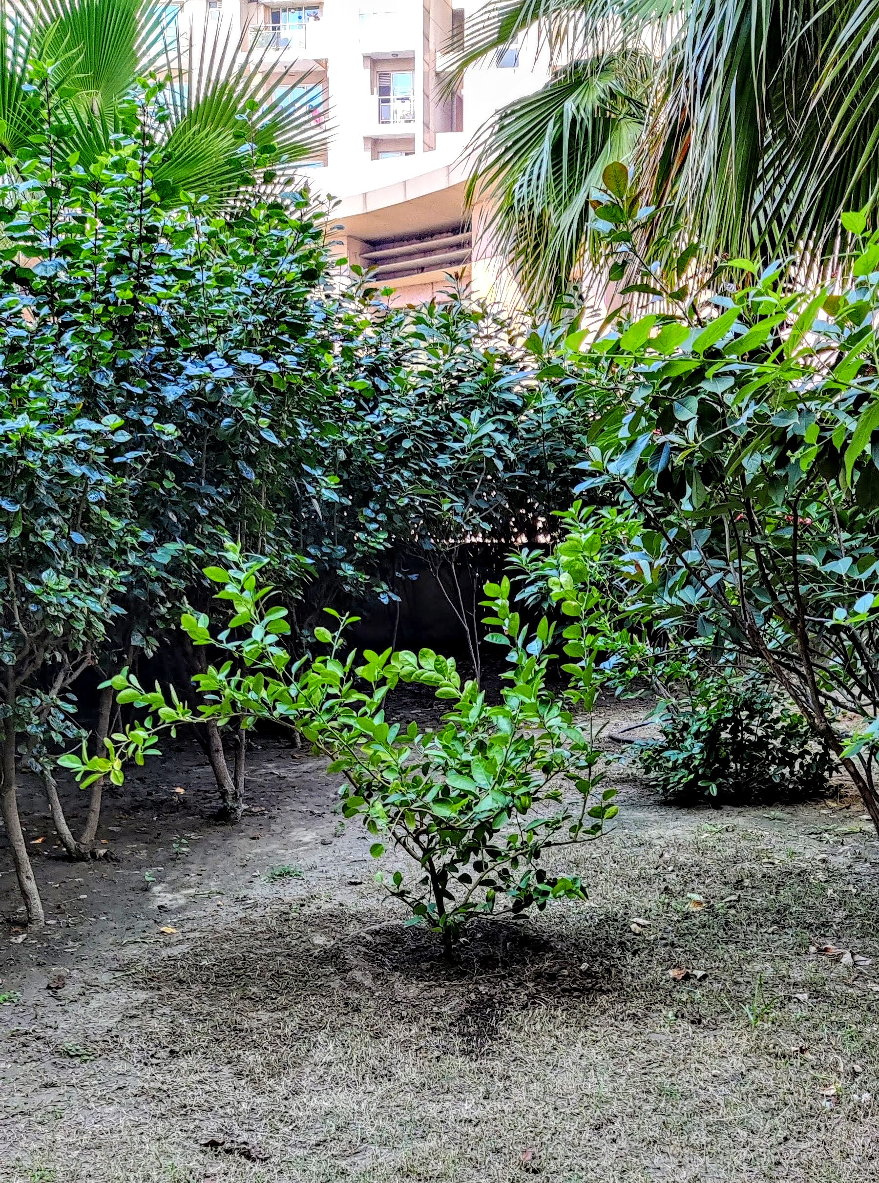 my lemon tree my lemon tree